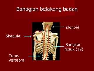 Bahagian belakang badanBahagian belakang badan
Skapula
Turus
vertebra
Sangkar
rusuk (12)
sfenoid
 