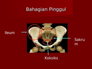Bahagian PinggulBahagian Pinggul
Sakru
m
Ileum
Koksiks
 