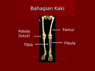 Bahagian KakiBahagian Kaki
Femur
Tibia Fibula
Patela
(lutut)
 