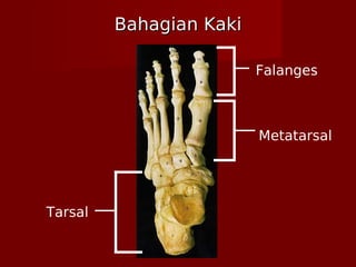 Bahagian KakiBahagian Kaki
Tarsal
Metatarsal
Falanges
 