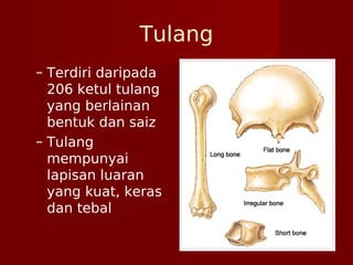 Tulang
– Terdiri daripada
206 ketul tulang
yang berlainan
bentuk dan saiz
– Tulang
mempunyai
lapisan luaran
yang kuat, keras
dan tebal
 