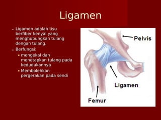 Ligamen
– Ligamen adalah tisuLigamen adalah tisu
berfiber kenyal yangberfiber kenyal yang
menghubungkan tulangmenghubungkan tulang
dengan tulang.dengan tulang.
– Berfungsi:Berfungsi:
 mengekal danmengekal dan
menetapkan tulang padamenetapkan tulang pada
kedudukannyakedudukannya
 MembolehkanMembolehkan
pergerakan pada sendipergerakan pada sendi
 