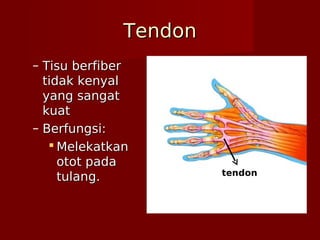 TendonTendon
– Tisu berfiberTisu berfiber
tidak kenyaltidak kenyal
yang sangatyang sangat
kuatkuat
– Berfungsi:Berfungsi:
 MelekatkanMelekatkan
otot padaotot pada
tulang.tulang. tendon
 