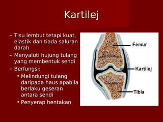 KartilejKartilej
– Tisu lembut tetapi kuat,Tisu lembut tetapi kuat,
elastik dan tiada saluranelastik dan tiada saluran
darahdarah
– Menyaluti hujung tulangMenyaluti hujung tulang
yang membentuk sendiyang membentuk sendi
– Berfungsi:Berfungsi:
 Melindungi tulangMelindungi tulang
daripada haus apabiladaripada haus apabila
berlaku geseranberlaku geseran
antara sendiantara sendi
 Penyerap hentakanPenyerap hentakan
 