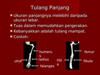 Tulang PanjangTulang Panjang
 Ukuran panjangnya melebihi daripadaUkuran panjangnya melebihi daripada
ukuran lebar.ukuran lebar.
 Tuas dalam memudahkan pergerakan.Tuas dalam memudahkan pergerakan.
 Kebanyakkan adalah tulang mampat.Kebanyakkan adalah tulang mampat.
 Contoh:Contoh:
femur
fibulatibi
a
humeru
s
radius
ulna
falanges
 