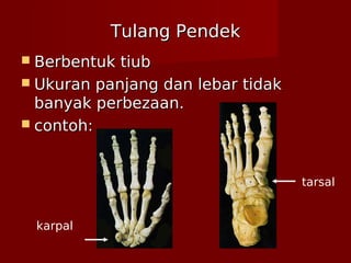 Tulang PendekTulang Pendek
 Berbentuk tiubBerbentuk tiub
 Ukuran panjang dan lebar tidakUkuran panjang dan lebar tidak
banyak perbezaan.banyak perbezaan.
 contoh:contoh:
karpal
tarsal
 