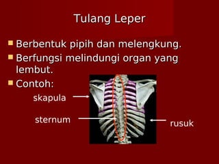 Tulang LeperTulang Leper
 Berbentuk pipih dan melengkung.Berbentuk pipih dan melengkung.
 Berfungsi melindungi organ yangBerfungsi melindungi organ yang
lembut.lembut.
 Contoh:Contoh:
skapula
sternum rusuk
 