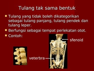 Tulang tak sama bentukTulang tak sama bentuk
 Tulang yang tidak boleh dikategorikanTulang yang tidak boleh dikategorikan
sebagai tulang panjang, tulang pendek dansebagai tulang panjang, tulang pendek dan
tulang leper.tulang leper.
 Berfungsi sebagai tempat perlekatan otot.Berfungsi sebagai tempat perlekatan otot.
 Contoh:Contoh:
sfenoid
veterbra
 