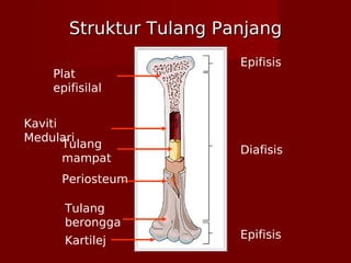Struktur Tulang PanjangStruktur Tulang Panjang
Epifisis
Diafisis
Epifisis
Plat
epifisilal
Periosteum
Tulang
berongga
Kartilej
Tulang
mampat
Kaviti
Medulari
 