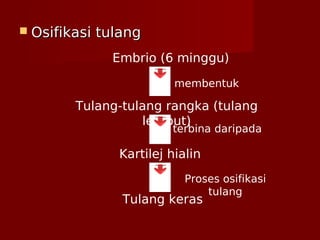  Osifikasi tulangOsifikasi tulang
Embrio (6 minggu)
Tulang-tulang rangka (tulang
lembut)
Kartilej hialin
Tulang keras
terbina daripada
Proses osifikasi
tulang
membentuk
 