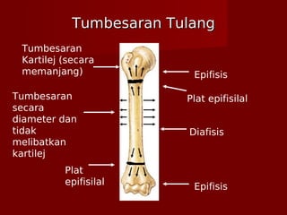 Tumbesaran TulangTumbesaran Tulang
Epifisis
Diafisis
Epifisis
Plat epifisilal
Plat
epifisilal
Tumbesaran
Kartilej (secara
memanjang)
Tumbesaran
secara
diameter dan
tidak
melibatkan
kartilej
 