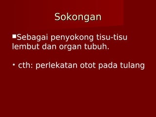 SokonganSokongan
Sebagai penyokong tisu-tisu
lembut dan organ tubuh.
• cth: perlekatan otot pada tulang
 