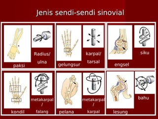 Jenis sendi-sendi sinovialJenis sendi-sendi sinovial
gelungsurpaksi
kondil pelana lesung
engsel
Radius/
ulna
karpal/
tarsal
siku
metakarpal
/
falang
bahumetakarpal
/
karpal
 