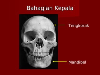 Bahagian KepalaBahagian Kepala
Tengkorak
Mandibel
 