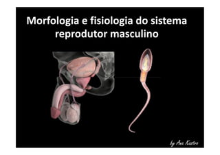 Morfologia e fisiologia do sistema 
reprodutor masculino 
by Ana Kastro 
 