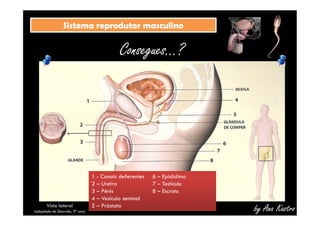 SSiisstteemmaa rreepprroodduuttoorr mmaassccuulliinnoo 
Consegues...? 
by Ana Kastro 
1 - Canais deferentes 
2 – Uretra 
3 – Pénis 
4 – Vesícula seminal 
5 – Próstata 
6 – Epidídimo 
7 – Testículo 
8 – Escroto 
Vista lateral 
(adaptado de Geovida, 9º ano) 
 