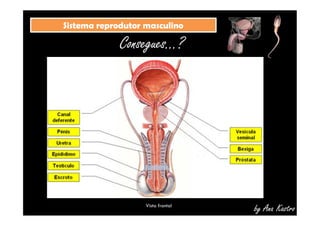 SSiisstteemmaa rreepprroodduuttoorr mmaassccuulliinnoo 
Consegues...? 
Vista frontal by Ana Kastro 
 