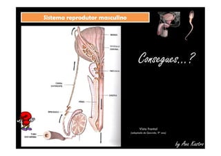 SSiisstteemmaa rreepprroodduuttoorr mmaassccuulliinnoo 
Consegues...? 
by Ana Kastro 
Vista frontal 
(adaptado de Geovida, 9º ano) 
 