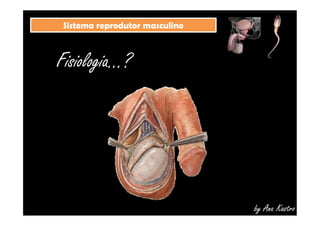 SSiisstteemmaa rreepprroodduuttoorr mmaassccuulliinnoo 
Fisiologia...? 
by Ana Kastro 
 