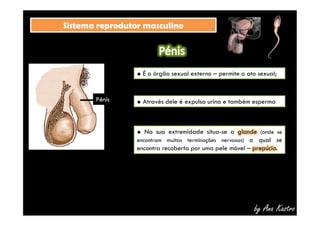 SSiisstteemmaa rreepprroodduuttoorr mmaassccuulliinnoo 
 É o órgão sexual externo – permite o ato sexual; 
PPéénniiss  Através dele é expulsa urina e também esperma 
 Na sua extremidade situa-se a glande (onde se 
encontram muitas terminações nervosas) a qual se 
encontra recoberta por uma pele móvel – prepúcio. 
by Ana Kastro 
 