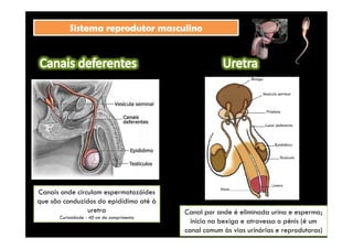SSiisstteemmaa rreepprroodduuttoorr mmaassccuulliinnoo 
by Ana Kastro 
Canais onde circulam espermatozóides 
que são conduzidos do epidídimo até à 
uretra 
Curiosidade - 40 cm de comprimento 
Canal por onde é eliminada urina e esperma; 
inicia na bexiga e atravessa o pénis (é um 
canal comum às vias urinárias e reprodutoras) 
 
