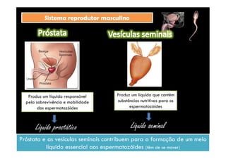 SSiisstteemmaa rreepprroodduuttoorr mmaassccuulliinnoo 
by Ana Kastro 
Produz um líquido responsável 
pela sobrevivência e mobilidade 
dos espermatozóides 
Líquido prostático 
Produz um líquido que contém 
substâncias nutritivas para os 
espermatozóides 
Líquido seminal 
Próstata e as vesículas seminais contribuem para a formação de um meio 
líquido essencial aos espermatozóides (têm de se mover) 
 
