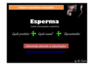 SSiisstteemmaa rreepprroodduuttoorr mmaassccuulliinnoo 
Esperma 
Líquido esbranquiçado e gelatinoso 
Líquido prostático Líquido seminal Espermatozóides 
by Ana Kastro 
Libertado durante a ejaculação. 
http://www.youtube.com/watch?v=icSZrxu0hDI 
 