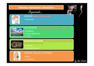 SSiisstteemmaa rreepprroodduuttoorr mmaassccuulliinnoo 
Organizando... 
GÓNADA (órgão que produz gâmetas) 
• Testículos 
VIAS GENITAIS (onde circulam/ficam armazenados os gâmetas) 
• Epidídimo 
• Canais deferentes 
• Uretra 
by Ana Kastro 
GLÂNDULAS ANEXAS (órgãos que produzem substâncias essenciais 
à sobrevivência dos gâmetas) 
• Próstata 
• Vesícula Seminal 
ÓRGÃO SEXUAL EXTERNO 
• Pénis 
•⌠Escroto⌡ 
 