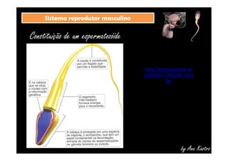 SSiisstteemmaa rreepprroodduuttoorr mmaassccuulliinnoo 
Constituição de um espermatozóide 
http://www.youtube.co 
m/watch?v=AS8AO_wUy 
Zw 
by Ana Kastro 
 