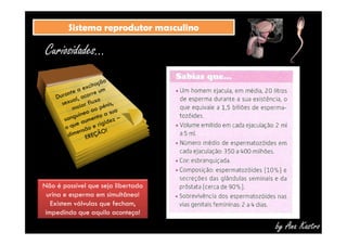 SSiisstteemmaa rreepprroodduuttoorr mmaassccuulliinnoo 
Curiosidades... 
by Ana Kastro 
Não é possível que seja libertada 
urina e esperma em simultâneo! 
Existem válvulas que fecham, 
impedindo que aquilo aconteça! 
 