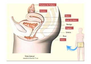 TTrroommppaass ddee FFaallóóppiioo 
SSiisstteemmaa rreepprroodduuttoorr ffeemmiinniinnoo 
OOvváárriioo 
ÚÚtteerroo 
CCoolloo ddoo úútteerroo 
Bexiga 
VVaaggiinnaa 
Uretra 
Ânus 
VVuullvvaa 
Vista lateral 
by Ana Kastro adaptado de Geovida, 9º ano 
 