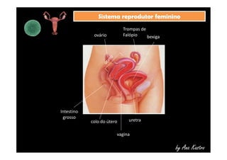 SSiisstteemmaa rreepprroodduuttoorr ffeemmiinniinnoo 
bexiga 
Trompas de 
ovário Falópio 
by Ana Kastro 
colo do útero uretra 
vagina 
Intestino 
grosso 
 