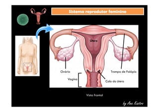 SSiisstteemmaa rreepprroodduuttoorr ffeemmiinniinnoo 
Útero 
Trompa de Falópio 
by Ana Kastro 
Vista frontal 
Ovário 
Vagina 
Colo do útero 
 
