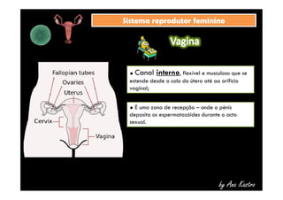 SSiisstteemmaa rreepprroodduuttoorr ffeemmiinniinnoo 
 Canal interno, flexível e musculoso que se 
estende desde o colo do útero até ao orifício 
vaginal; 
 É uma zona de recepção – onde o pénis 
deposita os espermatozóides durante o acto 
sexual. 
by Ana Kastro 
 