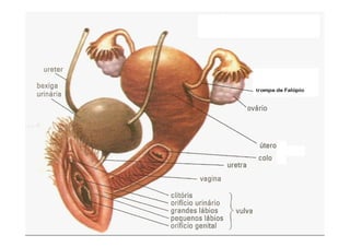 SSiisstteemmaa rreepprroodduuttoorr ffeemmiinniinnoo 
by Ana Kastro 
 