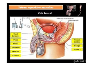 SSiisstteemmaa rreepprroodduuttoorr mmaassccuulliinnoo 
Vista Lateral 
Osso púbico Ureter (canal que vai ligar ao rim) 
Intestino grosso 
by Ana Kastro 
 