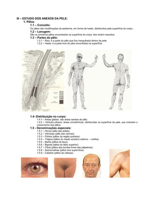 III – ESTUDO DOS ANEXOS DA PELE:
       1. Pêlos:
            1.1 – Conceito:
        Os pêlos são modificações da epiderme, em forma de haste, distribuídos pela superfície do corpo   .
        1.2 – Lanugem:
        São os primeiros pêlos encontrados na superfície do corpo dos recém-nascidos.
        1.3 – Partes do pêlo:
              1.3.1 – Raiz: é a parte do pêlo que fica mergulhada dentro da pele.
              1.3.2 – Haste: é a parte livre do pêlo encontrada na superfície.




        1.4- Distribuição no corpo:
              1.4.1 – Áreas glabas: são áreas isentas de pêlo.
              1.4.2 – Vórtices pilosos: áreas concêntricas, distribuídas na superfície da pele, que orientam o
              crescimento dos pêlos.
        1.5 - Denominações especiais:
              1.5.1 – Hircos (pêlo das axilas).
              1.5.2 – Vibrissas (pêlo das narinas).
              1.5.3 – Púbios (pêlos da região pubiana).
              1.5.4 – Trágios (pêlos do meato acústico externo – orelha).
              1.5.5 – Barba (pêlos da face).
              1.5.6 – Bigode (pêlos do lábio superior).
              1.5.7 – Cílios (pêlos das bordas livres das pálpebras).
              1.5.8 – Sobrancelhas (pêlos dos supercílios).
              1.5.9 – Cabelos (pêlos da cabeça).
 
