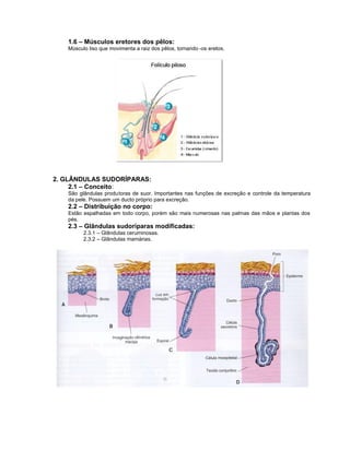 1.6 – Músculos eretores dos pêlos:
   Músculo liso que movimenta a raiz dos pêlos, tornando -os eretos.




2. GLÂNDULAS SUDORÍPARAS:
     2.1 – Conceito:
   São glândulas produtoras de suor. Importantes nas funções de excreção e controle da temperatura
   da pele. Possuem um ducto próprio para excreção.
   2.2 – Distribuição no corpo:
   Estão espalhadas em todo corpo, porém são mais numerosas nas palmas das mãos e plantas dos
   pés.
   2.3 – Glândulas sudoríparas modificadas:
         2.3.1 – Glândulas ceruminosas.
         2.3.2 – Glândulas mamárias.
 