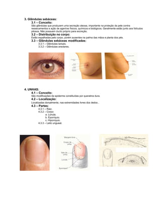 3. Glândulas sebáceas:
     3.1 – Conceito:
     São glândulas que produzem uma secreção oleosa, importante na proteção da pele contra
     ressecamentos e ação de agent es físicos, químicos e biológicos. Geralmente estão junto aos folículos
     pilosos. Não possuem ducto próprio para excreção.
     3.2 – Distribuição no corpo:
     Estão espalhadas pelo corpo, porém ausentes na palma das mãos e planta dos pés.
     3.3 – Glândulas sebáceas modificadas:
           3.3.1 – Glândulas tarsais.
           3.3.2 – Glândulas areolares.




4. UNHAS:
     4.1 – Conceito:
     São modificações da epiderme constituídas por queratina dura.
     4.2 – Localização:
     Localizadas dorsalmente, nas extremidades livres dos dedos .
     4.3 – Partes:
           4.3.1 – Raiz.
           4.3.2 – Corpo:
                  a. Lúnula.
                  b. Eponíquio.
                  c. Hiponíquio.
           4.3.3 – Leito ungueal.
 