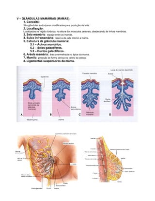 V – GLÂNDULAS MAMÁRIAS (MAMAS):
     1. Conceito:
   São glândulas sudoríparas modificadas para produção de leite .
   2. Localização:
   Localizadas na região torácica, na altura dos músculos peitorais, obedecendo às linhas mamárias.
   3. Seio mamário: espaço entre as mamas.
   4. Sulco inframamário : reserva de pele inferior a mama.
   5. Estrutura da glândula mamária:
         5.1 – Ácinos mamários.
         5.2 – Seios galactíferos.
         5.3 – Ductos galactíferos.
   6. Aréola mamária: área avermelhada no ápice da mama.
   7. Mamilo: projeção de forma cônica no centro da aréola.
   8. Ligamentos suspensores da mama.
 