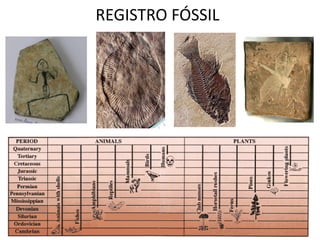 REGISTRO FÓSSIL
 