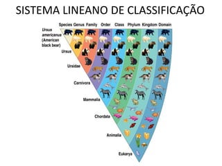 SISTEMA LINEANO DE CLASSIFICAÇÃO
 