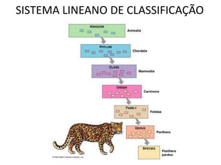 SISTEMA LINEANO DE CLASSIFICAÇÃO
 