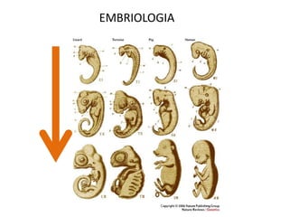 EMBRIOLOGIA
 