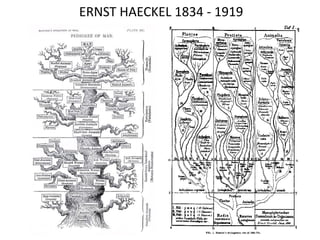 ERNST HAECKEL 1834 - 1919
 