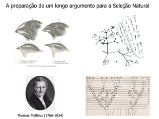 A preparação de um longo argumento para a Seleção Natural




    Thomas Malthus (1766-1834)
 