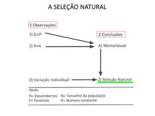 A SELEÇÃO NATURAL
 