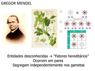 GREGOR MENDEL




  Entidades desconhecidas → “Fatores hereditários”
                 Ocorrem em pares
     Segregam independentemente nos gametas
 