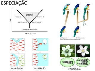 ESPECIAÇÃO




   VICARIÂNCIA   DISPERÇÃO   POLIPLOIDIA
 