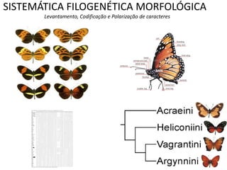 SISTEMÁTICA FILOGENÉTICA MORFOLÓGICA
       Levantamento, Codificação e Polarização de caracteres
 